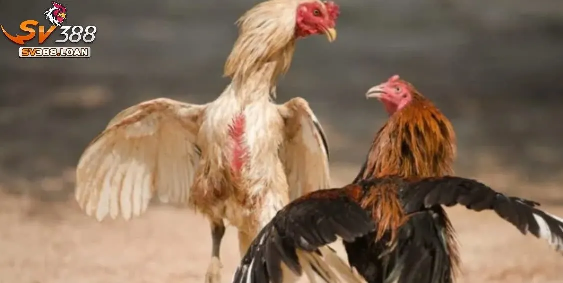 da ga casino sv388 3