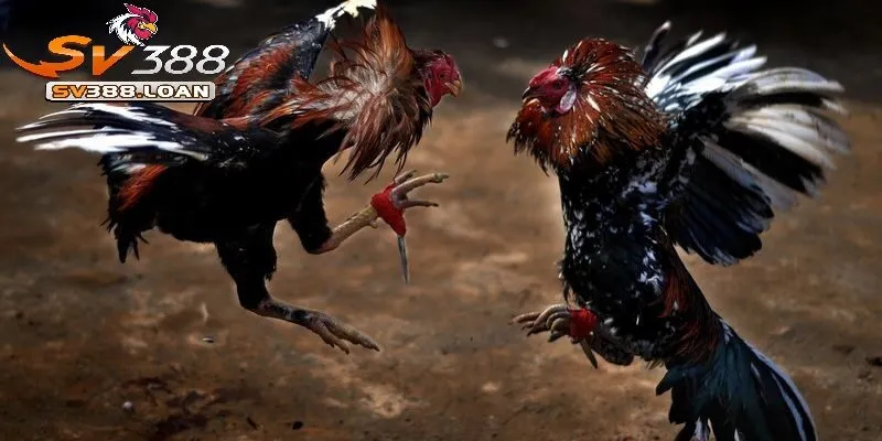 Thời gian chiến đấu một trận Đá Gà Cựa Dao Sv388