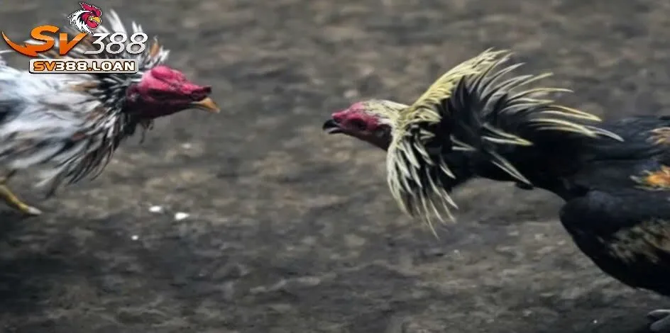 Nguồn gốc và lịch sử