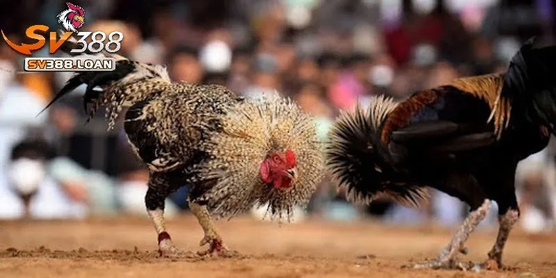 Đá Gà Thomo Sv388