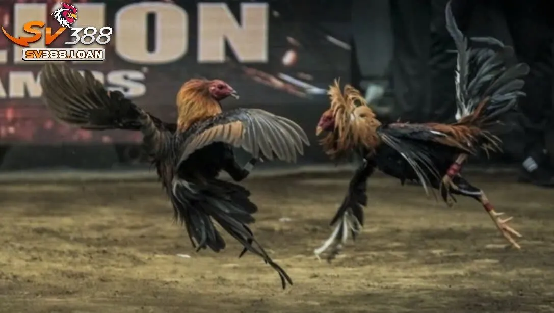 Đá Gà Trực Tiếp Sv388 Những Điều Cần Biết Khi Tham Gia Đá Gà 3 Những Giống Gà Đá ưa Chuộng
