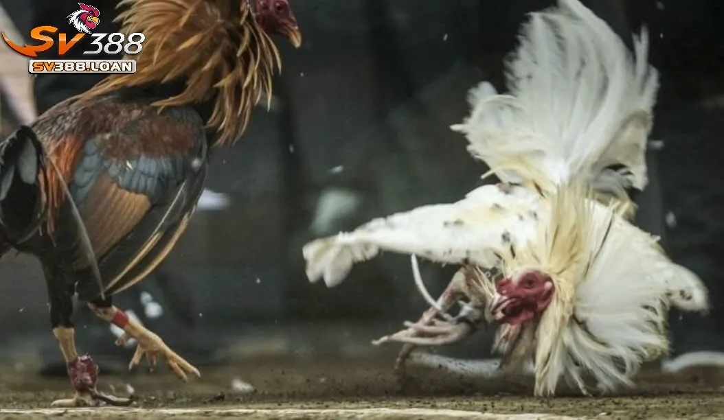 Đá Gà Trực Tiếp Sv388 Những Điều Cần Biết Khi Tham Gia Đá Gà 4 Gà Khmer