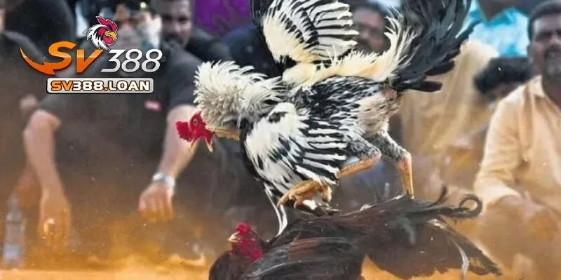 Tham Gia Cá Cược Đá Gà Online: Hướng Dẫn Chi Tiết