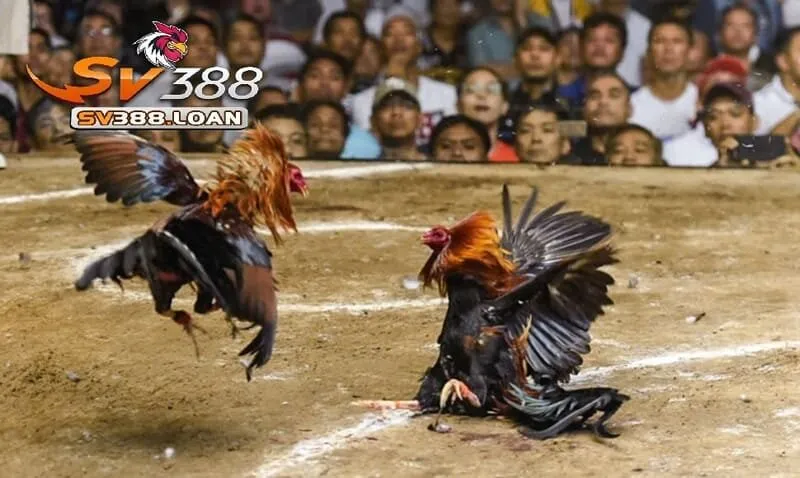 Ưu điểm chỉ có ở Đá Gà Philippines Sv388
